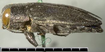 Media type: image;   Entomology 33791 Aspect: habitus lateral view
